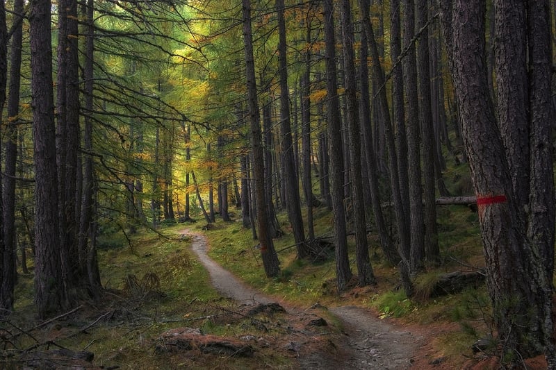 Nature Trail Meditation